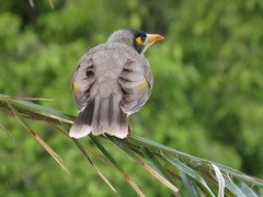 Manorina melanocephala