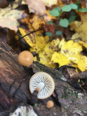 Rhizomarasmius