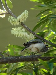 Manorina melanocephala