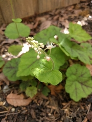 Tiarella cordifolia
