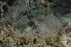 Polyplumaria flabellata