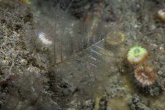 Polyplumaria flabellata