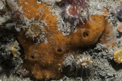 Mycale rotalis