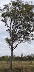 Eucalyptus crebra