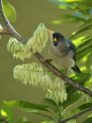 Manorina melanocephala