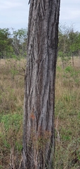 Eucalyptus crebra