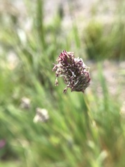 Phalaris californica