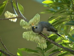 Manorina melanocephala