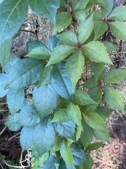 Parthenocissus quinquefolia