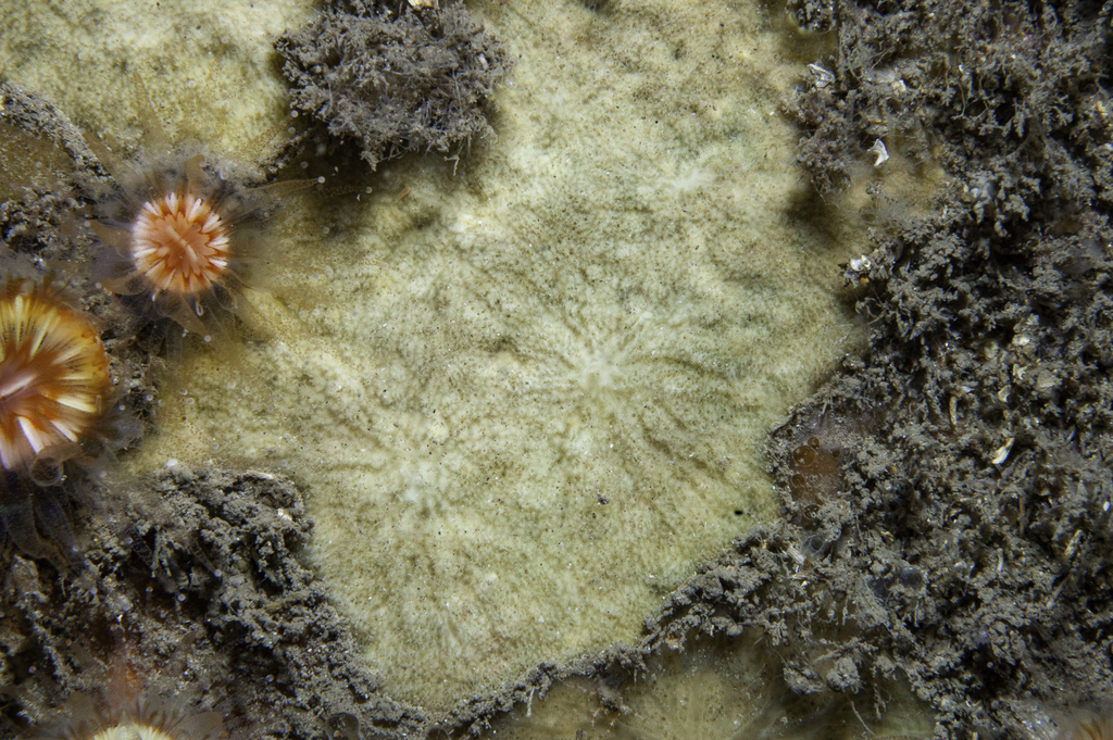 Clathria elliptichela