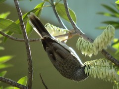 Manorina melanocephala
