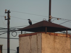 Corvus cornix