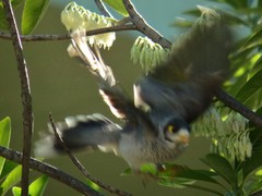 Manorina melanocephala