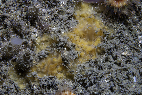 Myxilla rosacea observed 2006-08-14