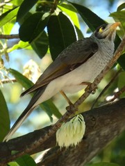 Manorina melanocephala