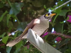 Manorina melanocephala