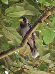 Manorina melanocephala