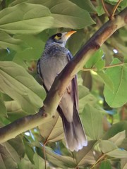 Manorina melanocephala