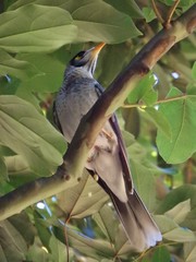 Manorina melanocephala