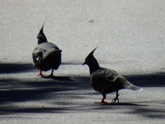 Ocyphaps lophotes