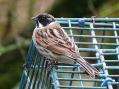 Emberiza schoeniclus