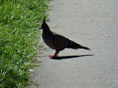 Ocyphaps lophotes
