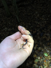 Plethodon kentucki