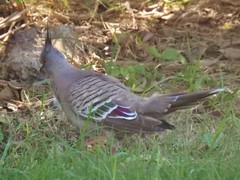 Ocyphaps lophotes