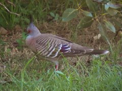 Ocyphaps lophotes