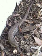 Elgaria multicarinata webbii