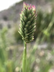 Phalaris californica