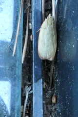 Phaeosaces coarctatella