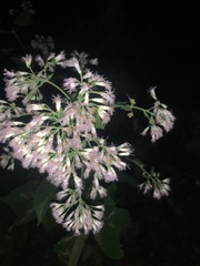 Peteravenia malvifolia