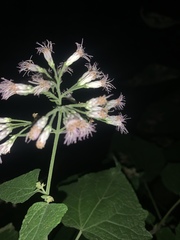 Peteravenia malvifolia