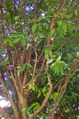 Phaleria clerodendron