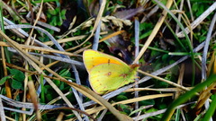 Colias vauthierii