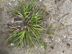 Carex densa