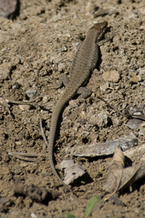 Darevskia portschinskii