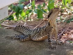 Intellagama lesueurii