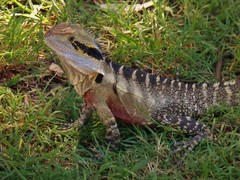 Intellagama lesueurii