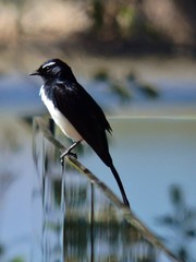 Rhipidura leucophrys