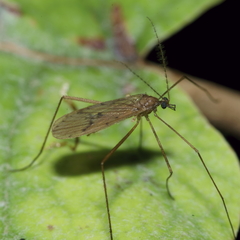 Amphineurus insulsus
