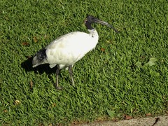 Threskiornis molucca