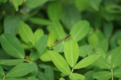 Oxyagrion