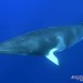 Common Minke Whale - Photo (c) Nigel Marsh, some rights reserved (CC BY-NC), uploaded by Nigel Marsh