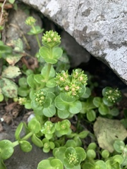 Sedum rhodocarpum