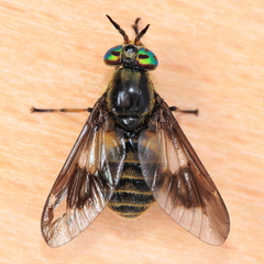 Chrysops frigidus