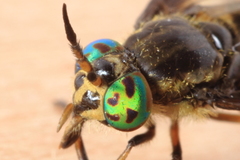 Chrysops frigidus