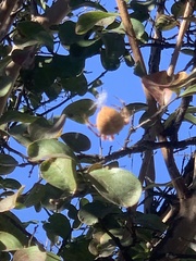 Araneus