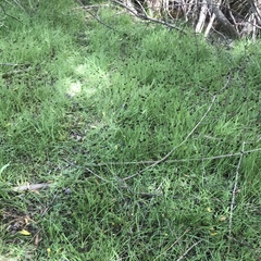 Juncus phaeocephalus